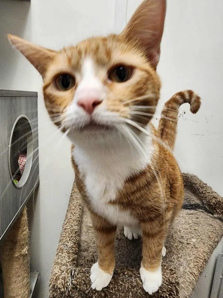 Mollie Harvey thumbnail 3