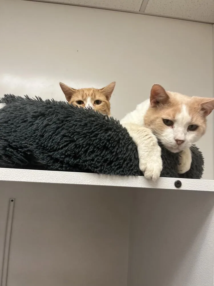 Mollie Harvey thumbnail 4