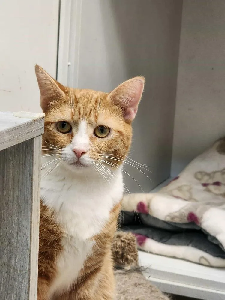 Mollie Harvey thumbnail 5