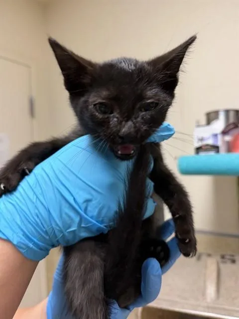 A baby small-sized male Domestic Short Hair cat named Gambit for adoption in Riverside, CA