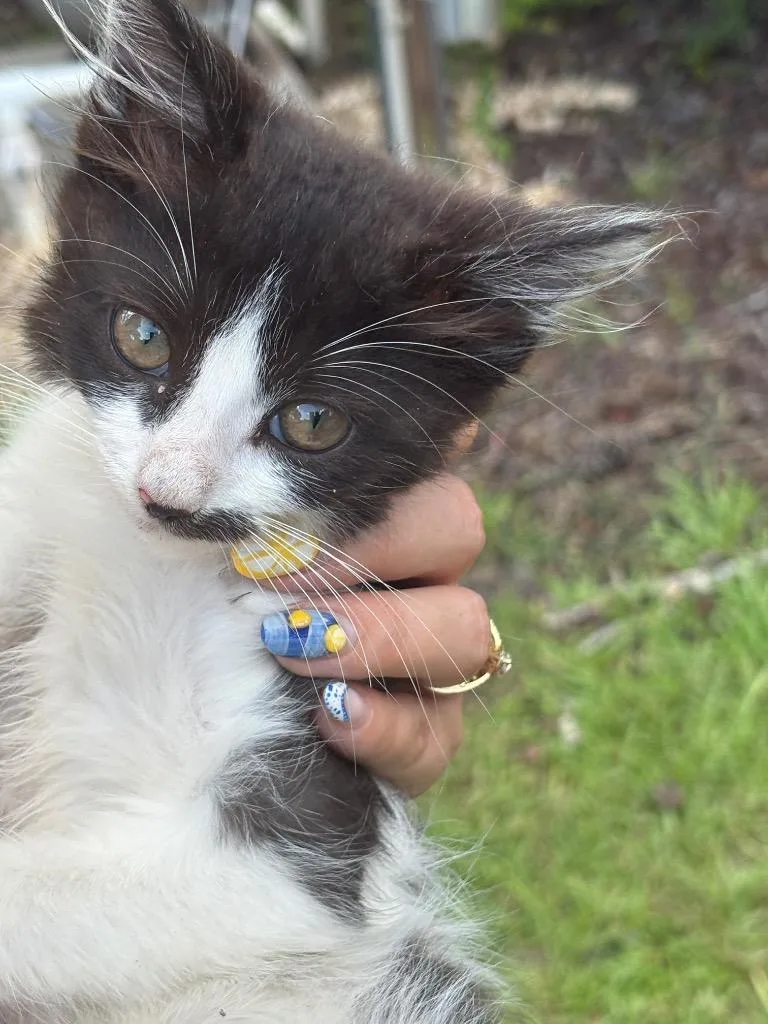 A baby small-sized female Domestic Long Hair cat named Lady Glitter Sparkles for adoption in Newnan, GA