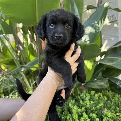 A baby small-sized male Chihuahua dog named Bear for adoption in Los Angeles, CA