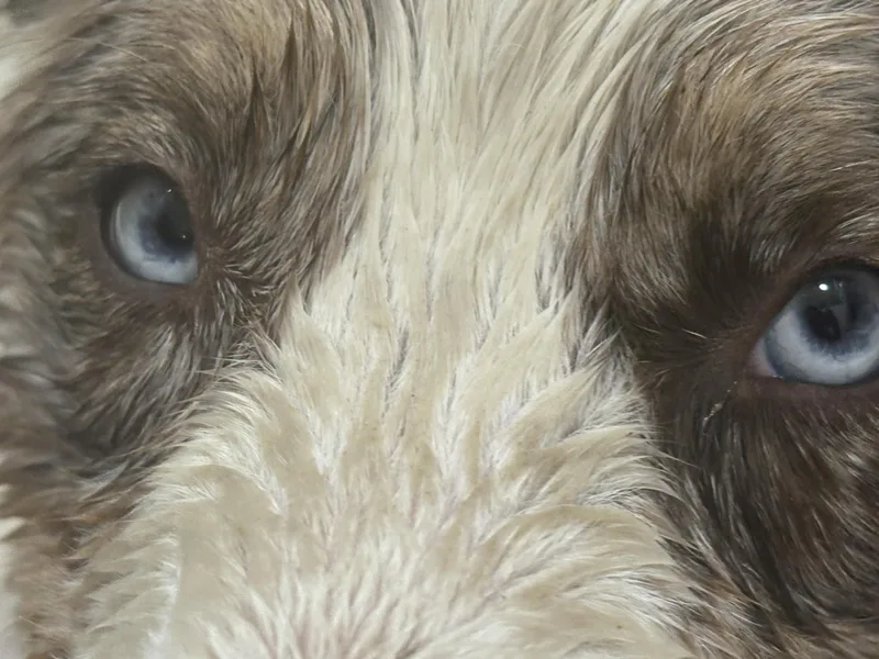 Sophie thumbnail 2