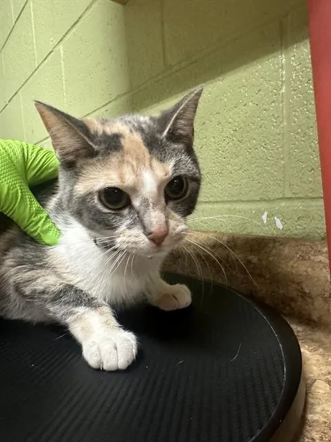 A young small-sized female Domestic Short Hair cat named Cinderella for adoption in Indianapolis, IN