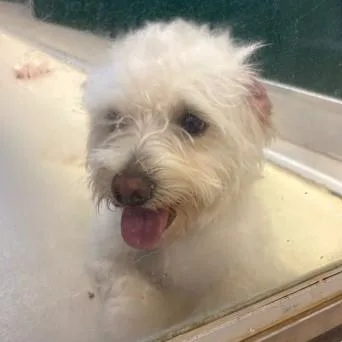 A young small-sized male White / Cream Maltese dog named Max for adoption in Phoenixville, PA
