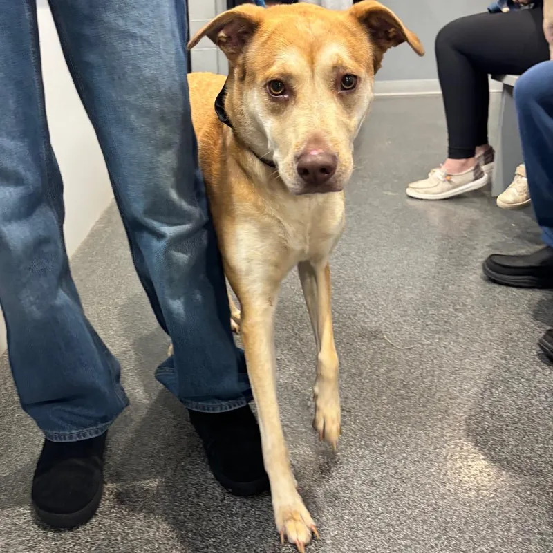 An adult medium-sized female Golden Mixed Breed dog named Harley for adoption in Allentown, PA