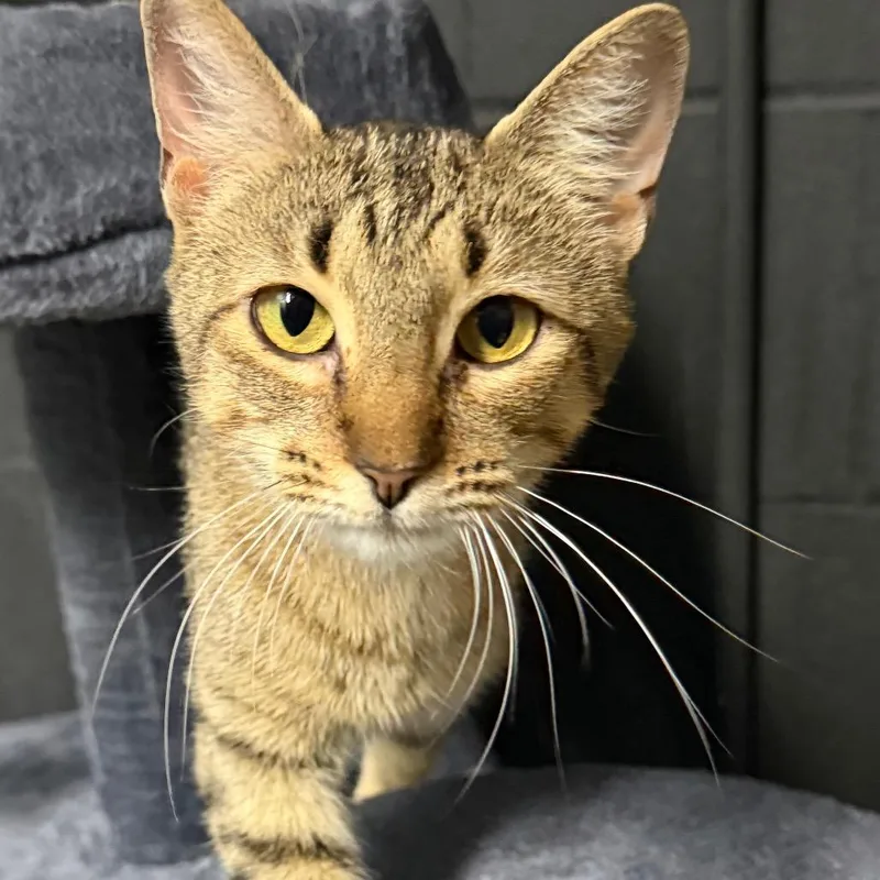 Gracie
