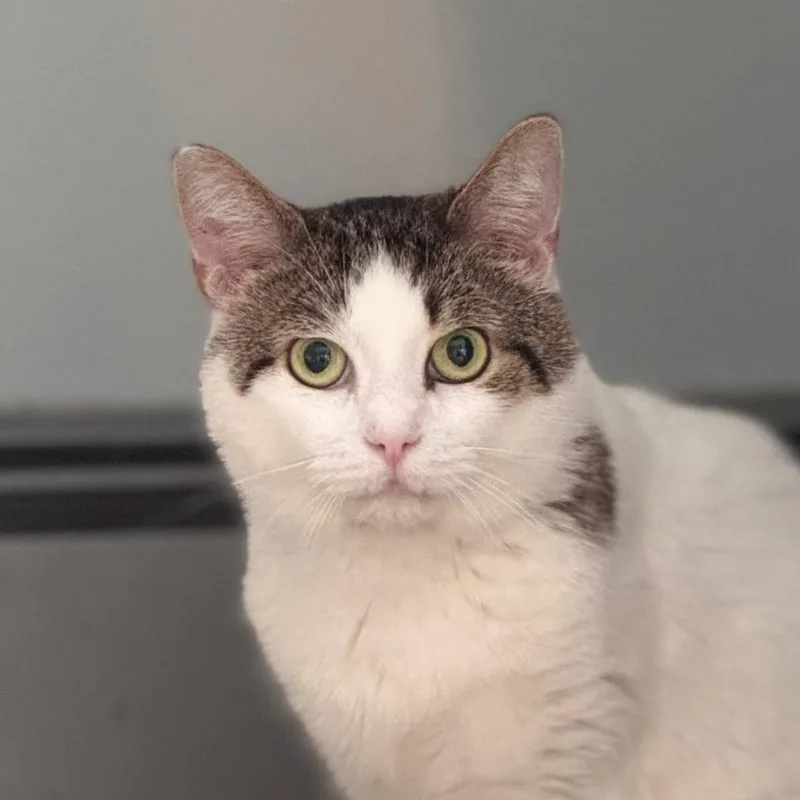A senior medium-sized male White Domestic Short Hair cat named Fennel for adoption in Salisbury, MA