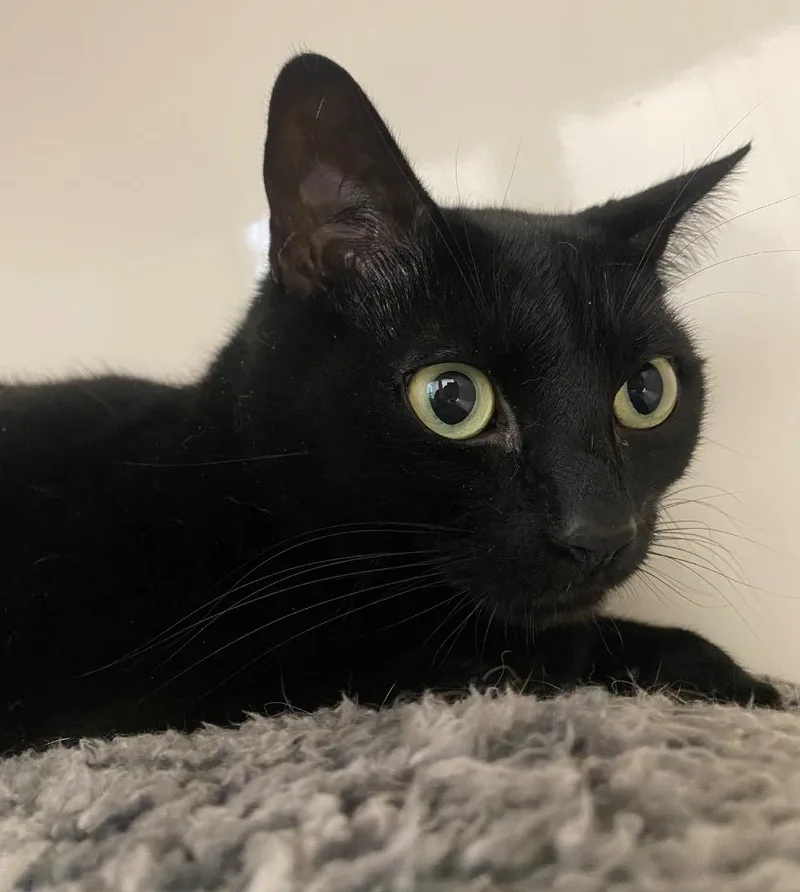 An adult medium-sized male Domestic Short Hair cat named Gouda for adoption in Fall River, MA