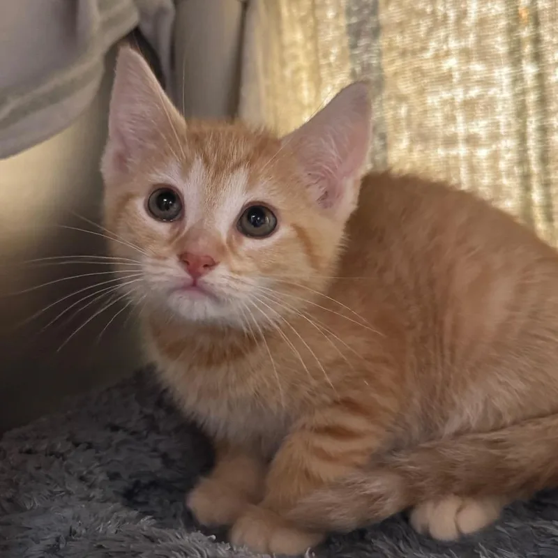 A baby small-sized female Orange / Red Domestic Short Hair cat named Muno for adoption in York, PA