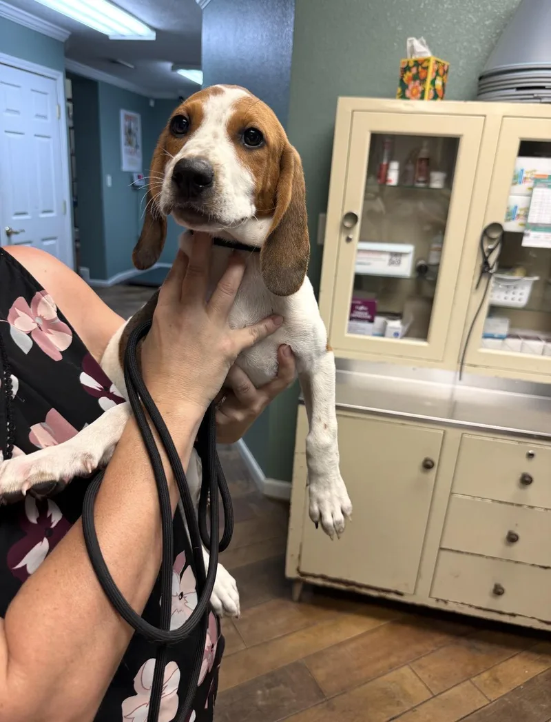 A baby medium-sized female Hound dog named Shay for adoption in Conway, SC