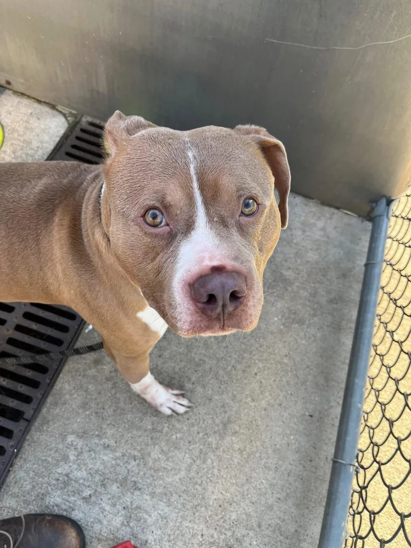 An adult medium-sized male Yellow / Tan / Blond / Fawn Pit Bull Terrier dog named Buckingham for adoption in Chicago, IL