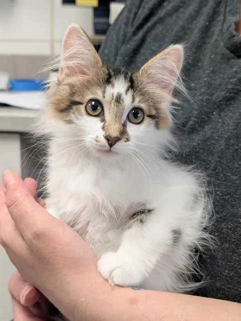 A baby small-sized female Domestic Medium Hair cat named Goldie for adoption in Canfield, OH