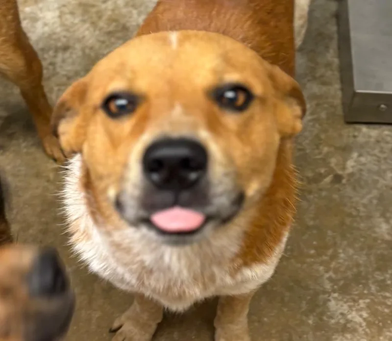 An adult large-sized male Australian Cattle Dog / Blue Heeler dog named Tucker for adoption in Lockhart, TX