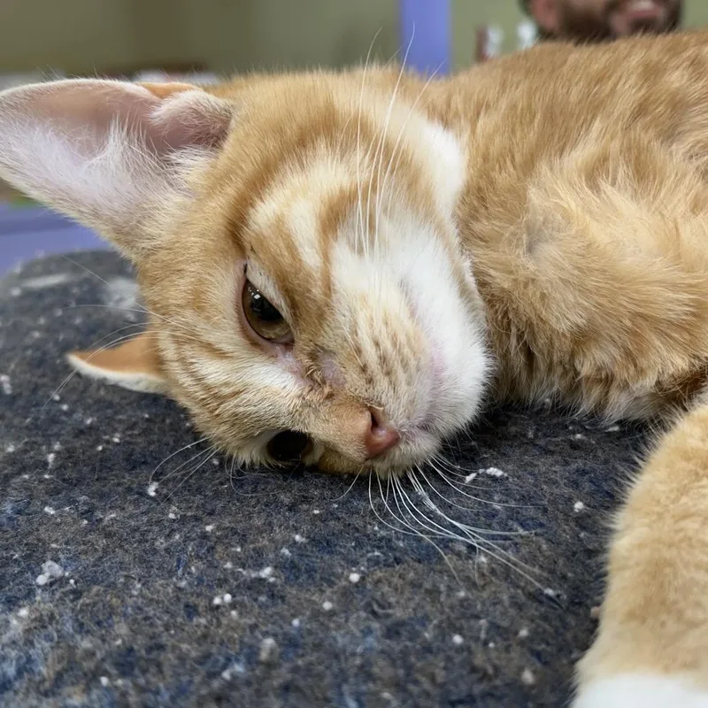 A young medium-sized male Orange / Red Domestic Short Hair cat named Tommy Boy for adoption in Midland, TX