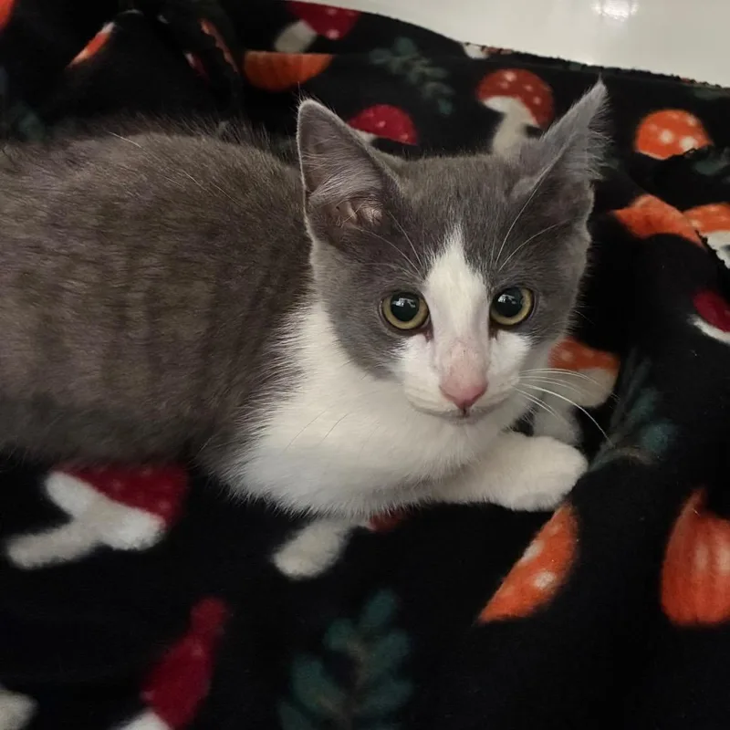 A baby small-sized male Gray / Blue / Silver Domestic Short Hair cat named Scrub Daddy for adoption in Danville, KY