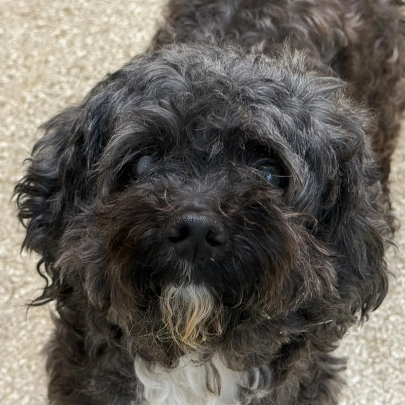 A senior small-sized male Gray / Blue / Silver Shih Tzu dog named Loki for adoption in Perkiomenville, PA