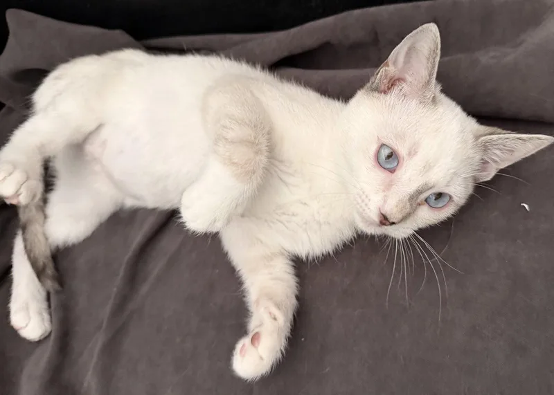 A baby small-sized female Siamese cat named Niah for adoption in Fayetteville, GA