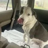 An adult medium-sized male White / Cream American Staffordshire Terrier dog named Matty for adoption in Pittsburgh, PA