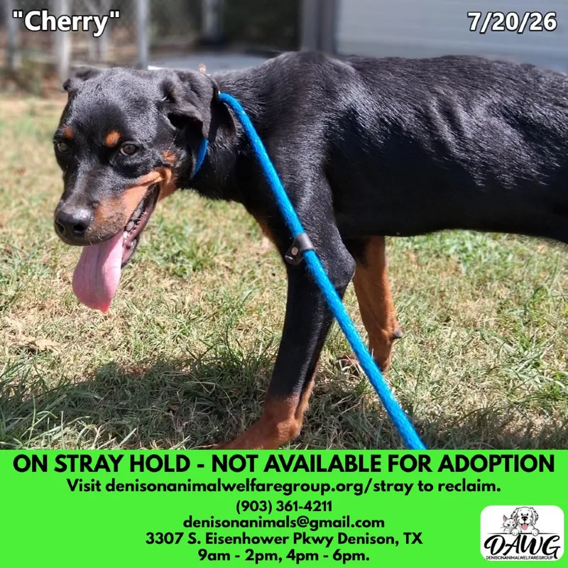 A young medium-sized female Black Rottweiler dog named Cherry for adoption in Denison, TX
