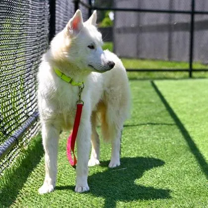 A young medium-sized male Mixed Breed dog named Fox for adoption in Westbrook, ME