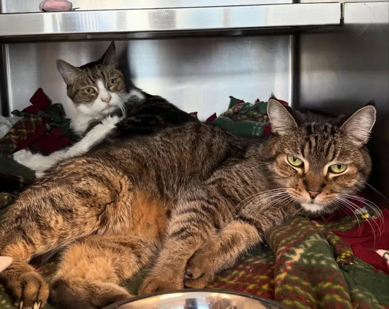 A senior small-sized male American Bobtail cat named Mitch for adoption in Los Angeles, CA