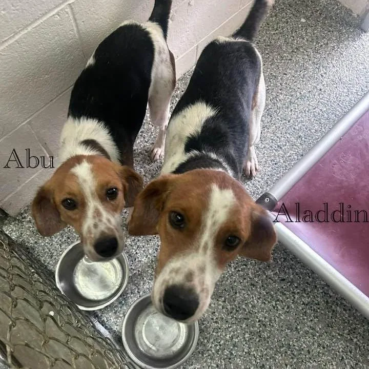 A young medium-sized male Tricolor (Brown, Black, & White) American Foxhound dog named Abu for adoption in Cumberland , VA
