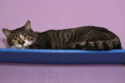 An adult medium-sized female Domestic Short Hair cat named Rayne for adoption in Baton Rouge, LA