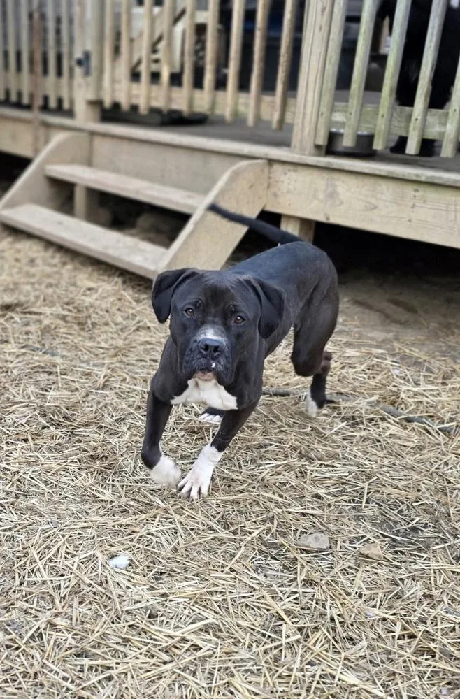 Cd Willow Girl thumbnail 5