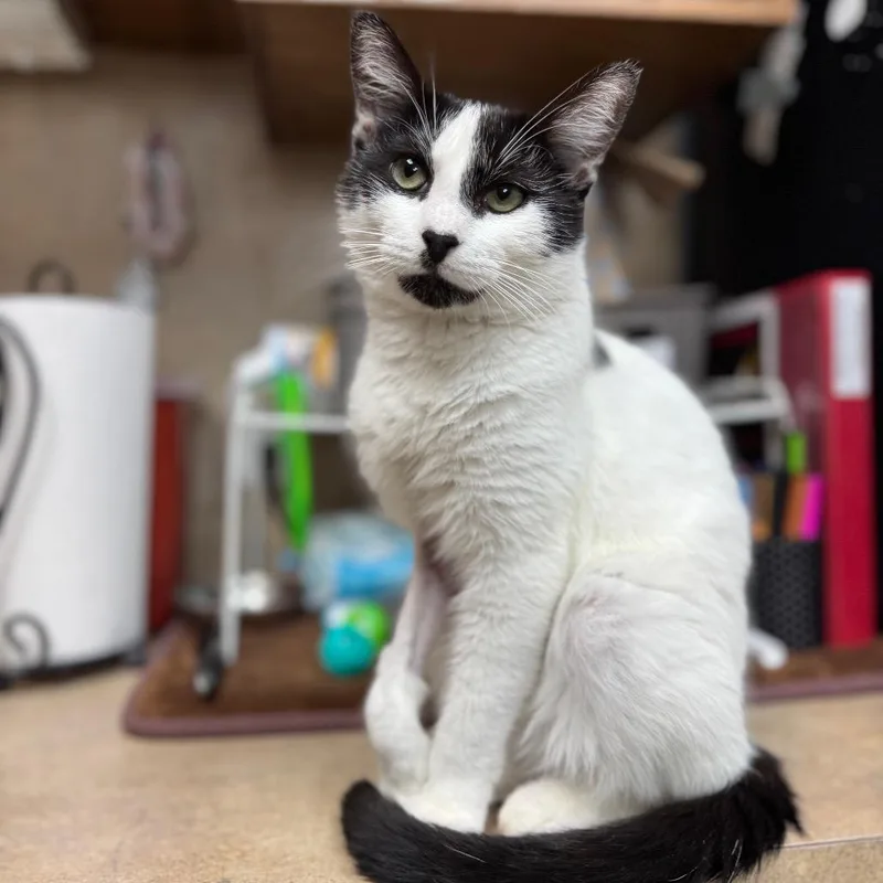 Harvey