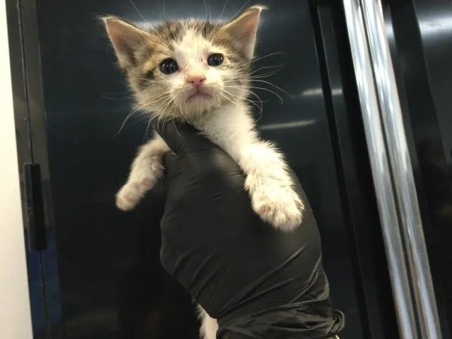 A baby small-sized male Domestic Short Hair cat named Rusty for adoption in Thousand Palms, CA