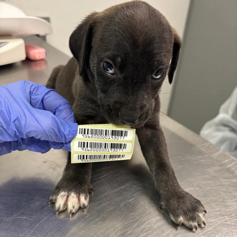 A baby small-sized female Black Mixed Breed dog named Melody for adoption in Charleston, WV