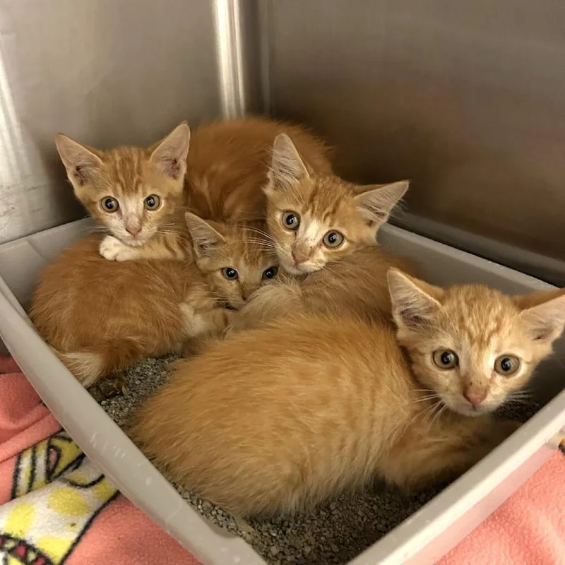 A baby small-sized male Orange / Red Domestic Medium Hair cat named Vesper for adoption in Wickenburg, AZ