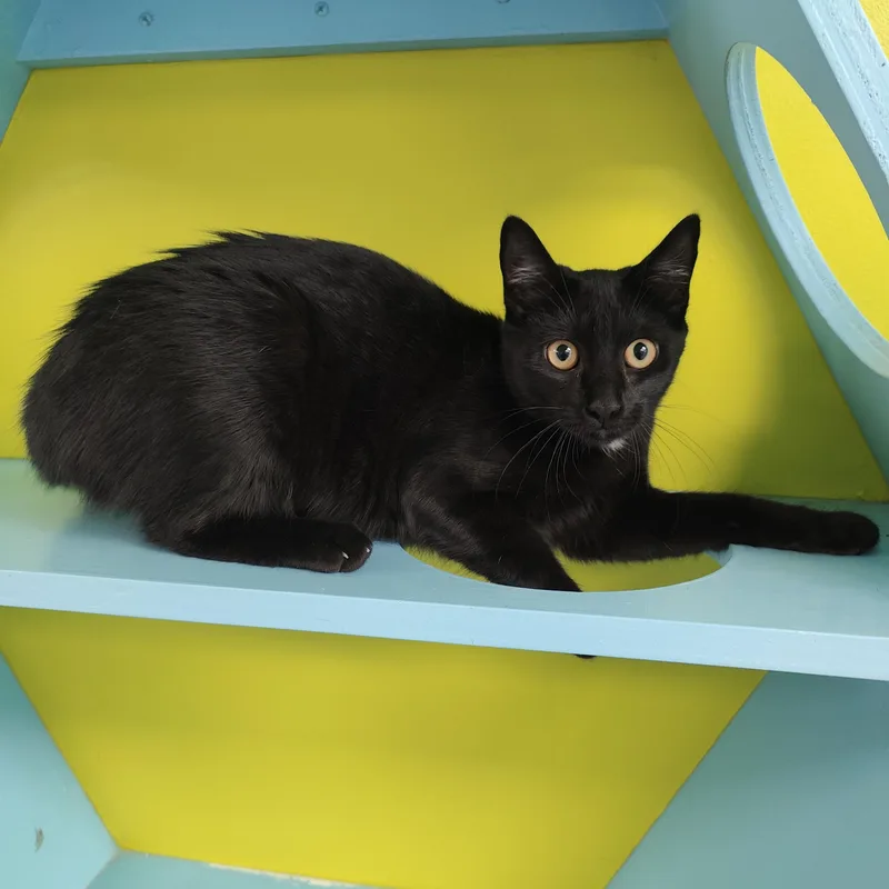 A young medium-sized female Black Domestic Short Hair cat named Pumba for adoption in Jersey city, NJ