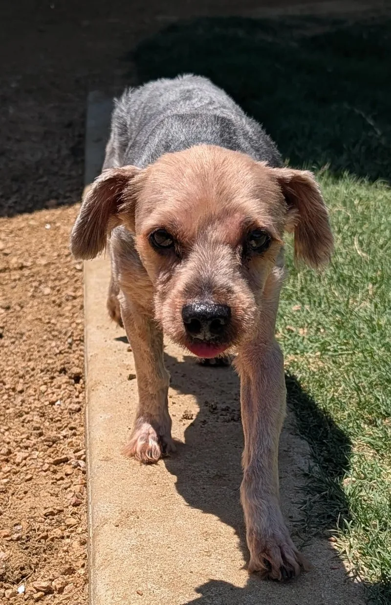 An adult small-sized male Yorkshire Terrier dog named Bear for adoption in Plano, TX