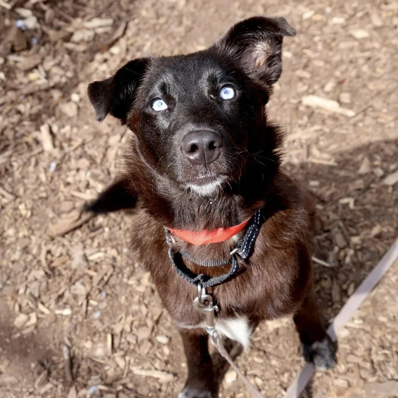 A young medium-sized female Black Shepherd dog named Sky for adoption in Briarcliff Manor, NY