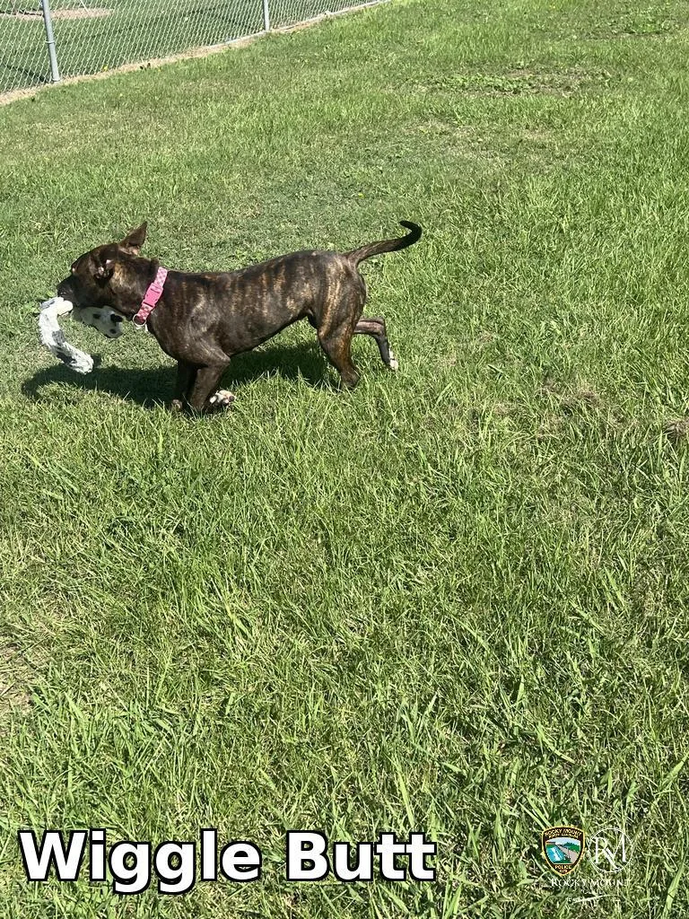A young medium-sized female Pit Bull Terrier dog named Wiggle Butt for adoption in Rocky Mount, NC