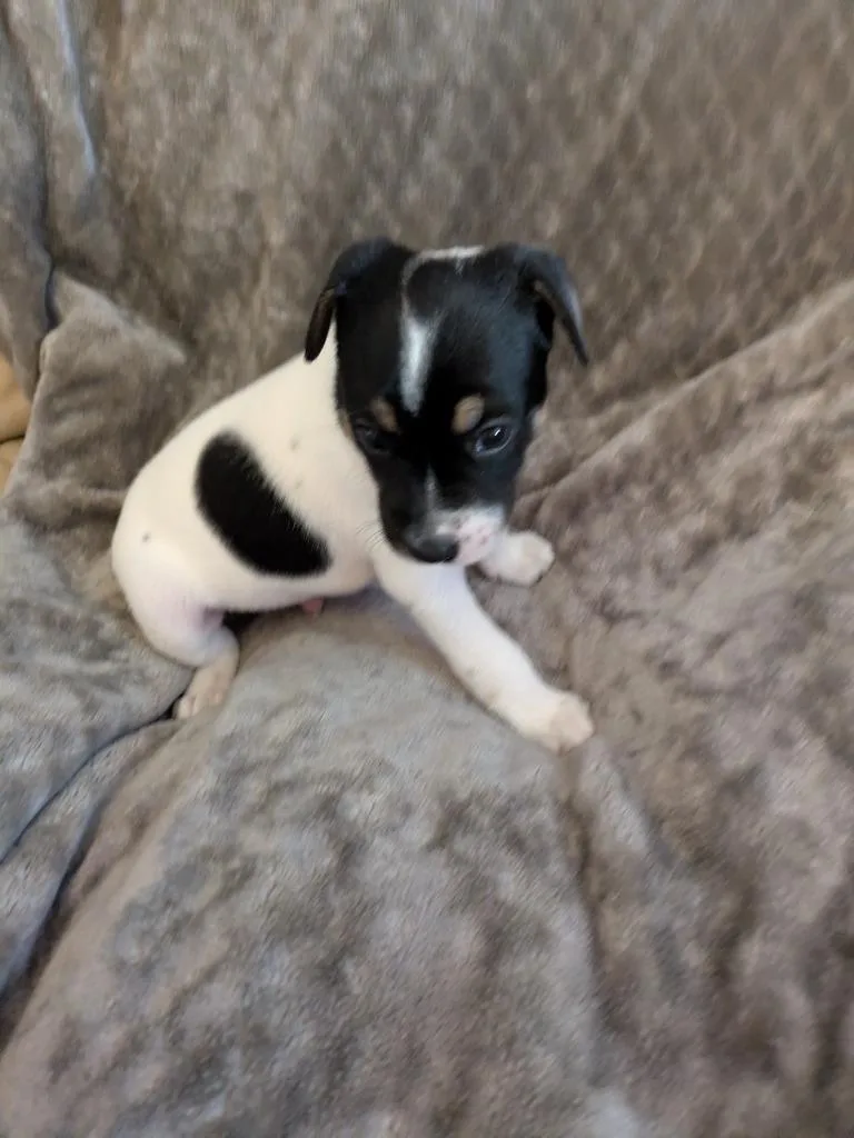 A baby small-sized male Terrier dog named Jasper for adoption in Orlando, FL