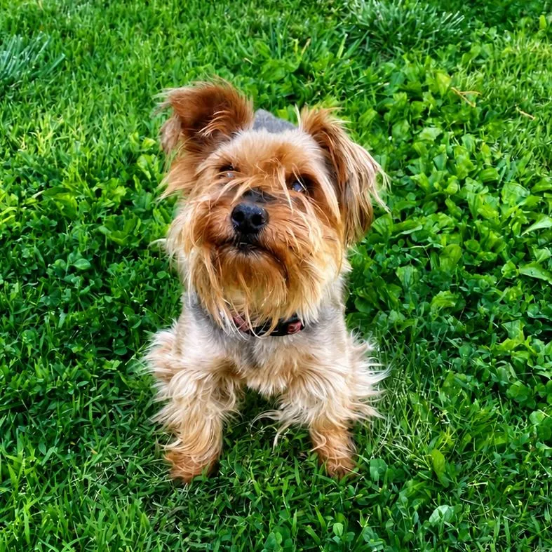 Cooper