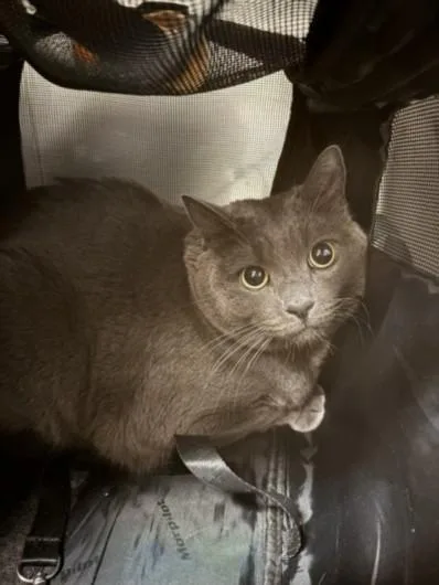 An adult small-sized male Domestic Short Hair cat named Slick for adoption in Chatsworth, CA