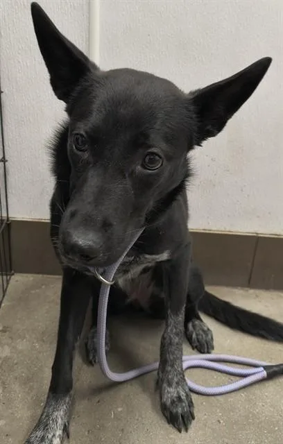 A young medium-sized female Australian Cattle Dog / Blue Heeler dog named Miss May for adoption in Tucson, AZ