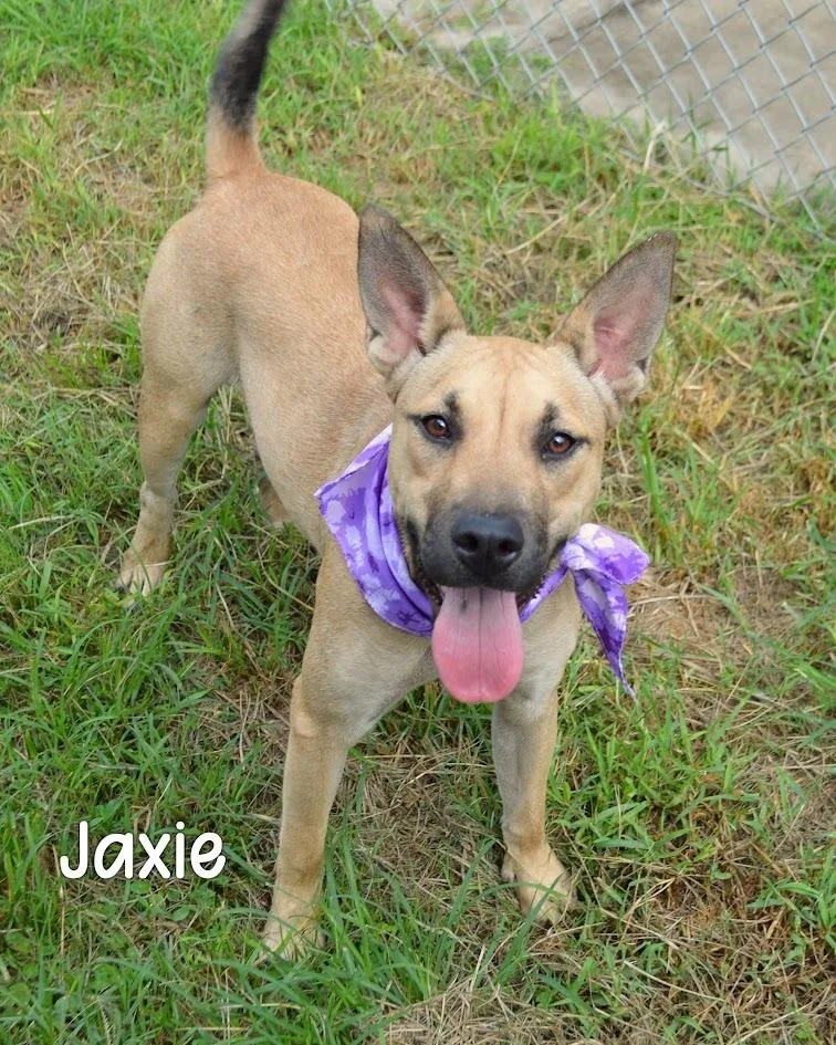 Jaxie