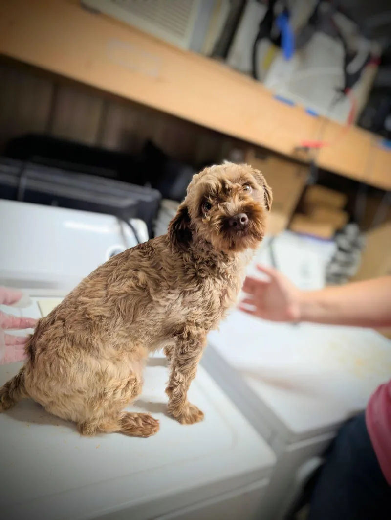 A young small-sized male Golden Poodle (Toy) dog named Arlo for adoption in Somerset, PA