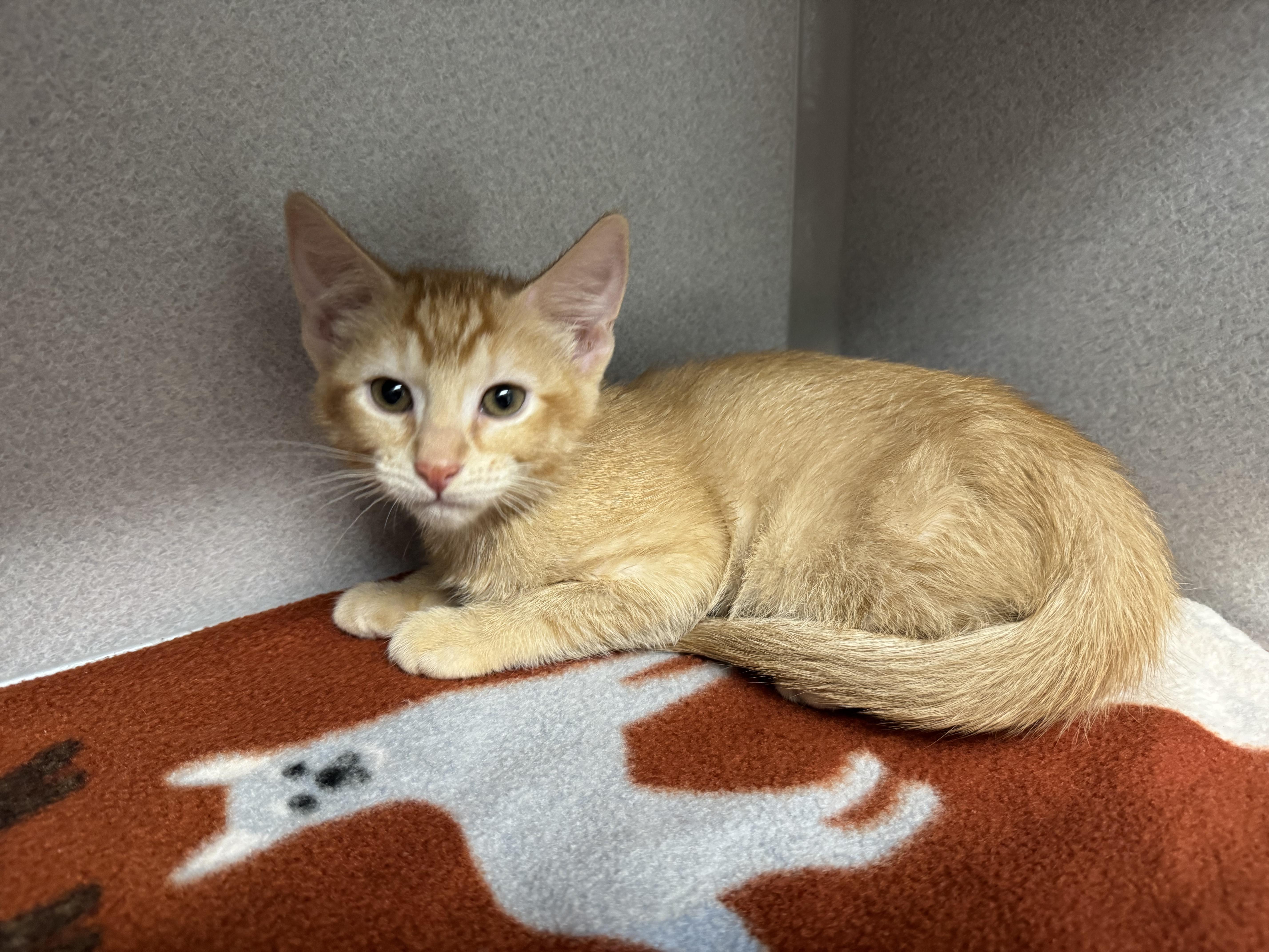 A baby medium-sized male Tabby cat named Chachie for adoption in Red Bluff, CA