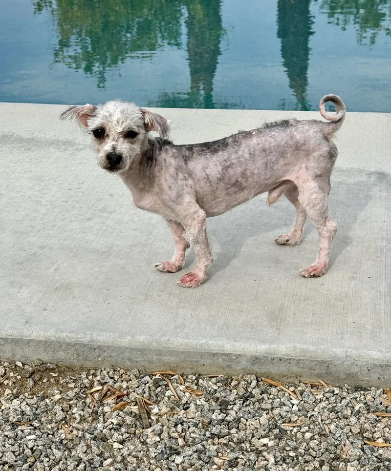 A young small-sized male Gray / Blue / Silver Maltese dog named Rocco for adoption in Coachella, CA