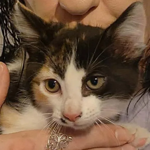 A baby small-sized female White Domestic Short Hair cat named Marilyn for adoption in Grand Rapids, MN