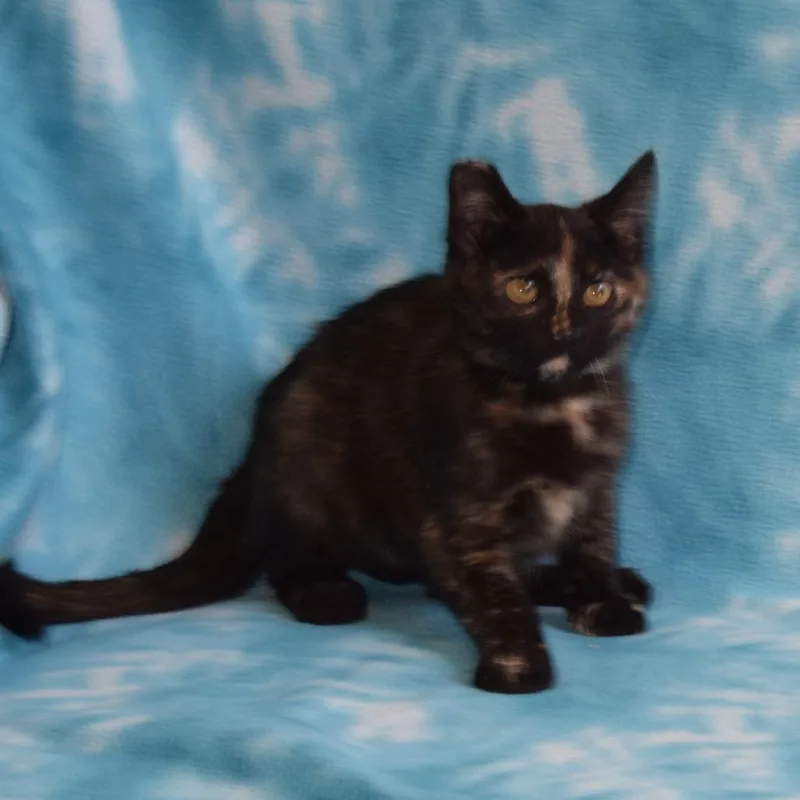 A baby small-sized female Domestic Short Hair cat named Plum for adoption in Eureka, CA