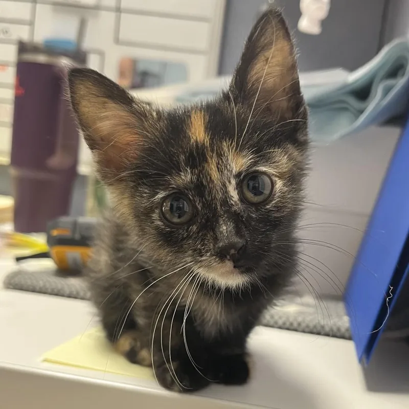 A baby small-sized female Tortoiseshell Domestic Short Hair cat named Boots for adoption in Kansas City, KS