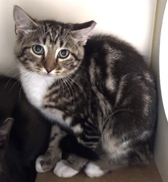 A baby medium-sized female Domestic Short Hair cat named Smores for adoption in Dedham, MA