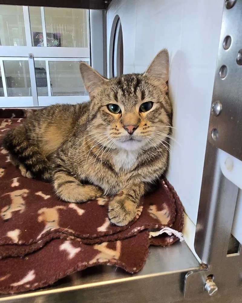 A young small-sized male Domestic Short Hair cat named Zade for adoption in Sidney, OH